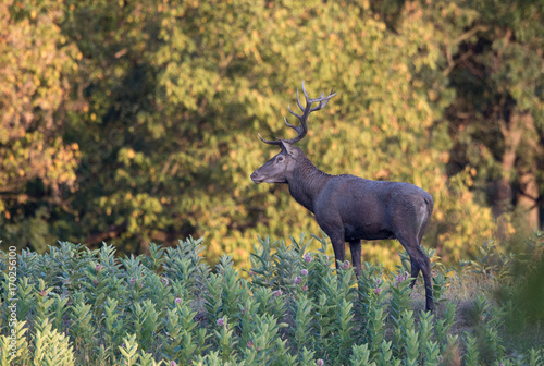 Red deer in forest