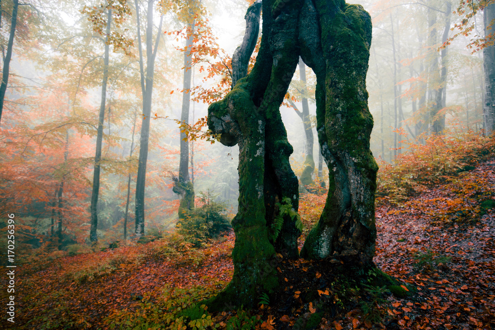 Dark misty autumn forest