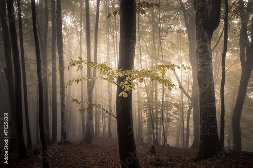 Dark misty autumn forest