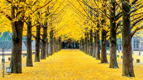 Row of yellow ginkgo tree in Nami Island, Korea