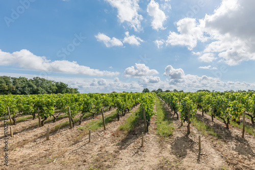 Vignes et raisin du Médoc, près de Bordeaux (France) photo