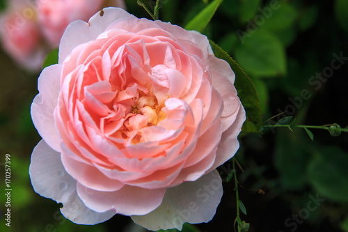 Fototapeta Naklejka Na Ścianę i Meble -  Blooming rose in the garden on a sunny day. David Austin Rose Gentle Hermione.