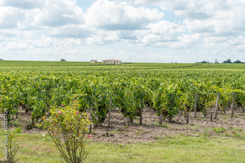 Vignes et raisin du Médoc, près de Bordeaux (France) photo