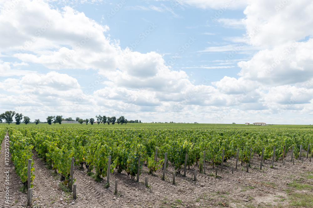 Vignes et raisin du Médoc, près de Bordeaux (France)