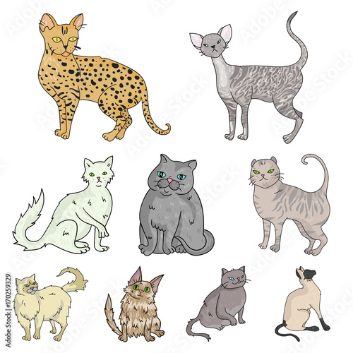 Collection of cats in one picture. Different cats in one picture. Cat breeds icon in set collection on cartoon style vector symbol stock illustration.