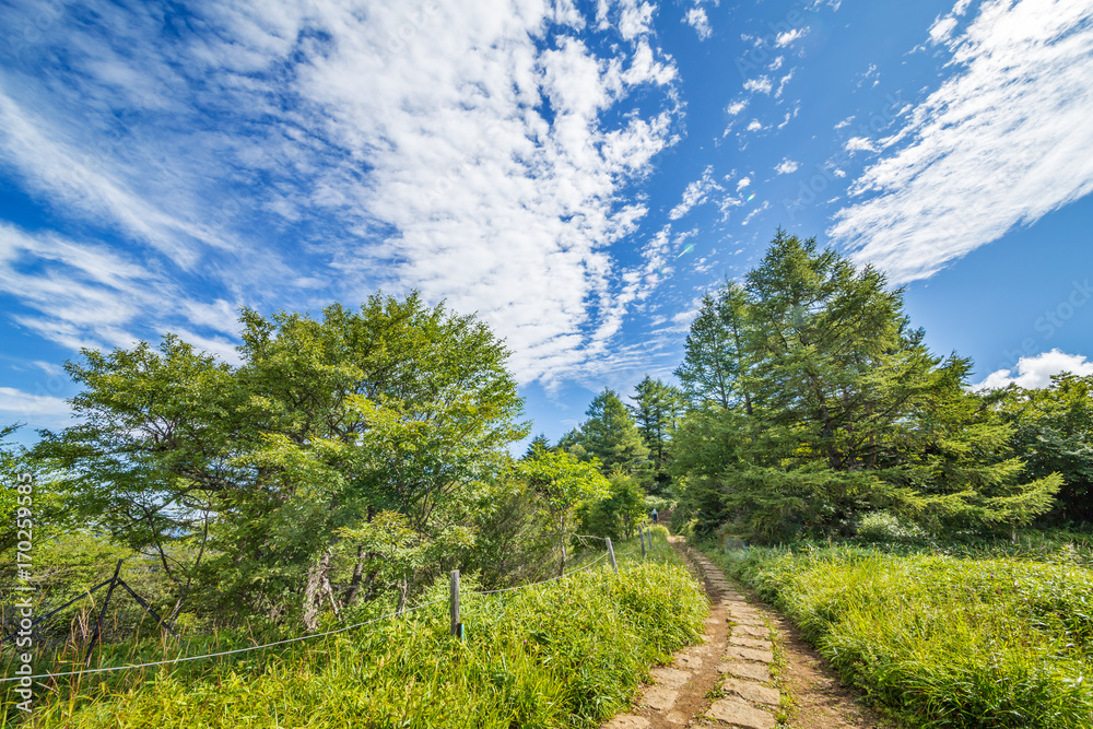 気持ちのよい朝の登山道