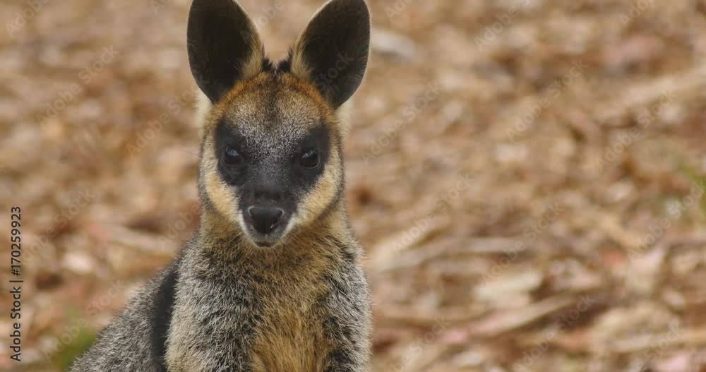 Swamp wallaby macropod marsupial of eastern Australia Swamp wallaby macropod marsupial of eastern Australia
