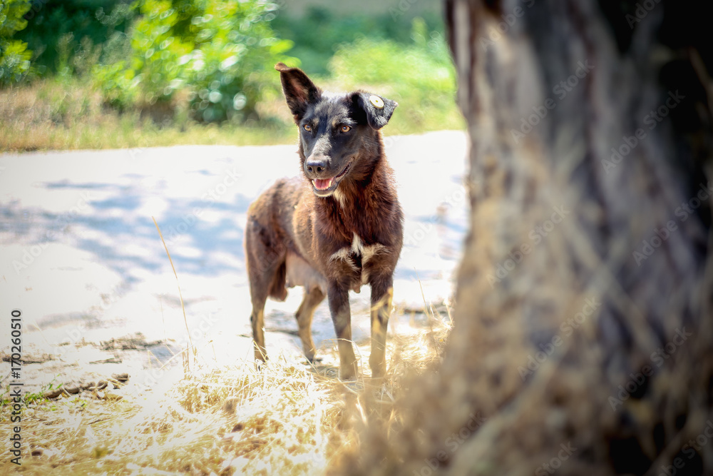 Abandoned homeless stray dog with a chip in the ear. Abandoned homeless stray dog with a chip in the ear.