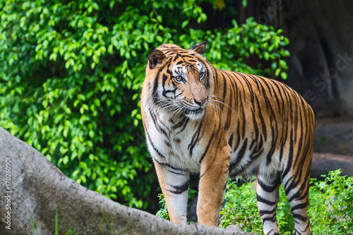 Close up tiger.