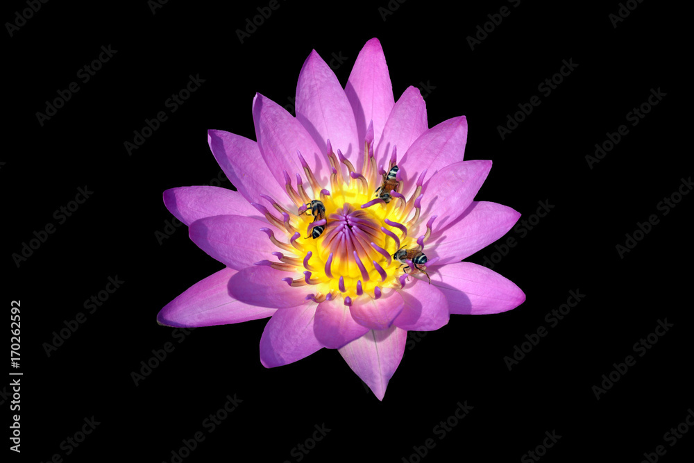 isolate purple water lily flower on black with clipping path