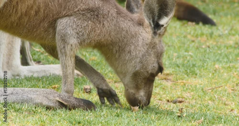 Eastern grey kangaroo marsupial wildlife native to Australia Eastern grey kangaroo marsupial wildlife native to Australia