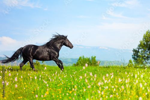 black horse jumps on a green meadow in a sunny day