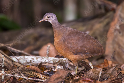 Tururim (Crypturellus soui) | Little Tinamou photographed in Linhares, Espírito Santo - Southeast of Brazil. Atlantic Forest Biome. photo