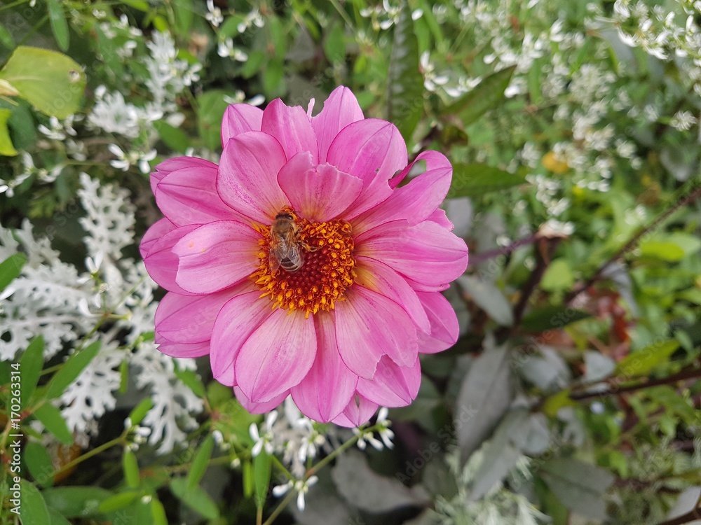 Obraz premium Nature