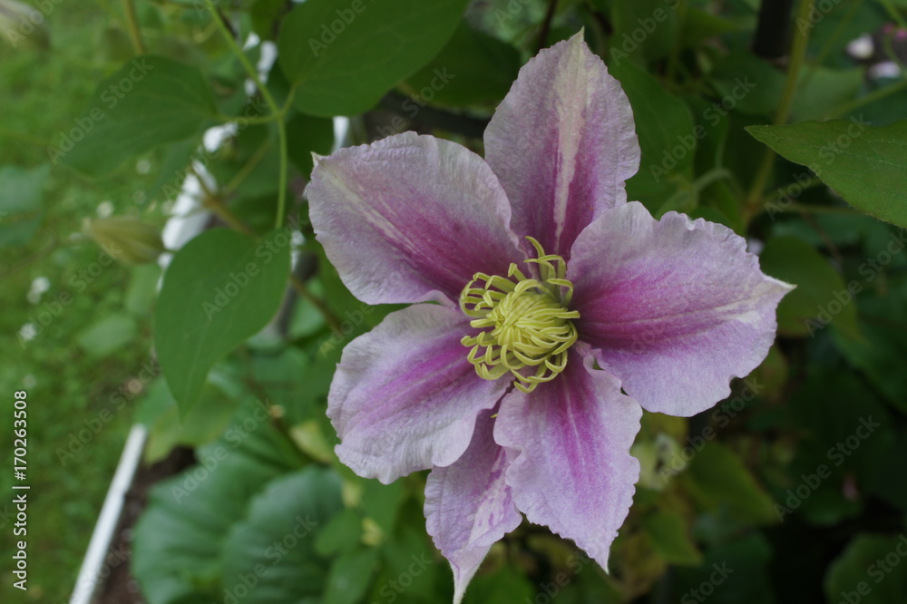 clematis piilu purple white flower