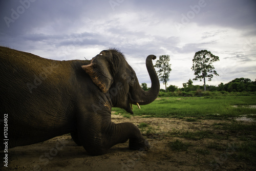 Laying elephant © Sarah