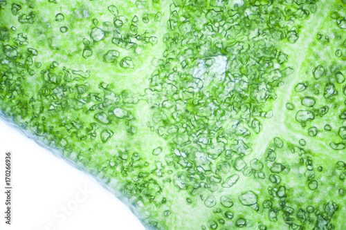 Lettuce cells under microscope, magnification x 100 photo