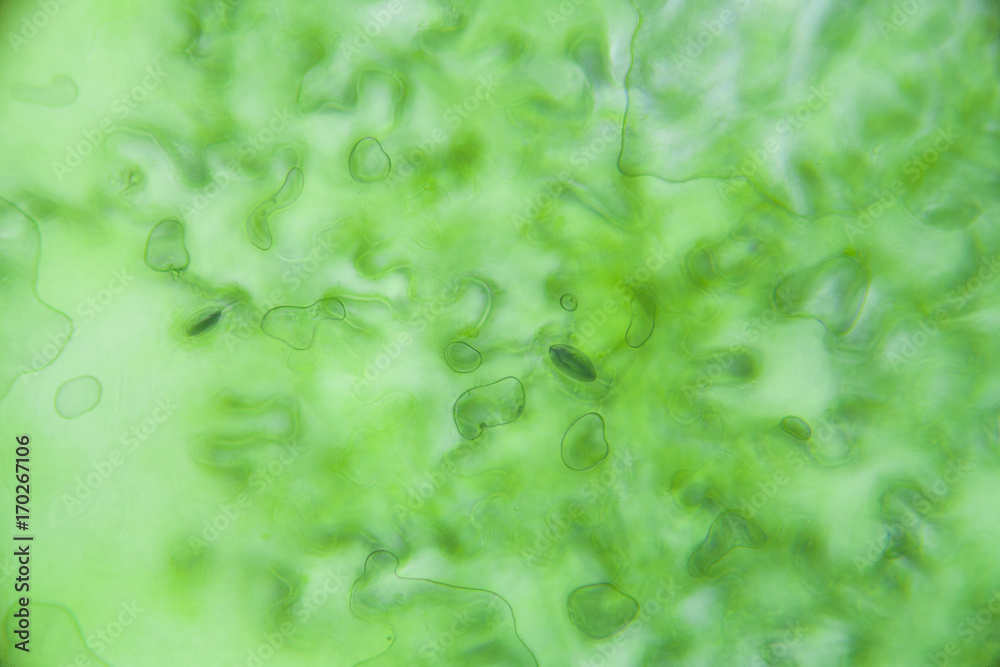 Lettuce cells under microscope, magnification x 400 Stock Photo Adobe