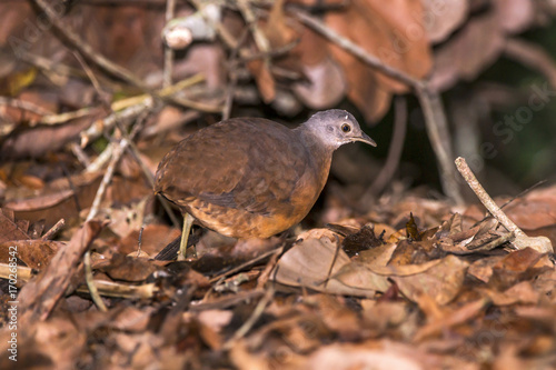 Tururim (Crypturellus soui) | Little Tinamou photographed in Linhares, Espírito Santo - Southeast of Brazil. Atlantic Forest Biome. photo