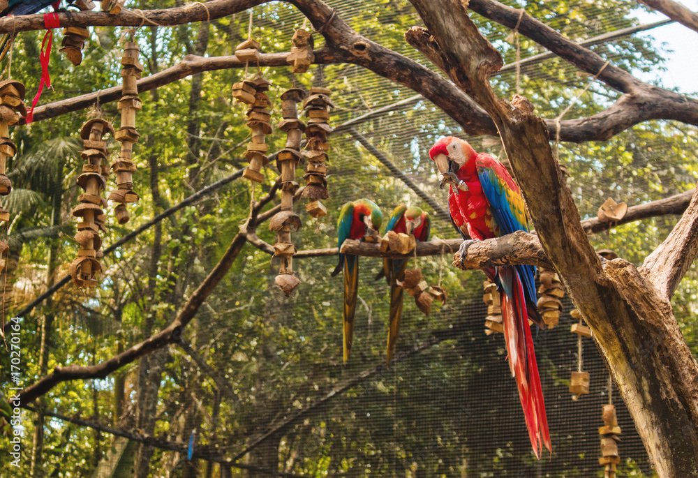 Obraz premium Colorful Macaw Birds in Foz do Iguacu Bird Park (Parque das Aves) near Iguassu / Iguacu Falls. Nature of Brazil Concept Images