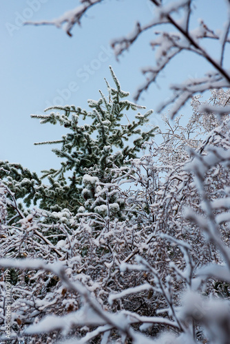 Fresh snow on the trees in Farellones village, s ski resort in Chile photo