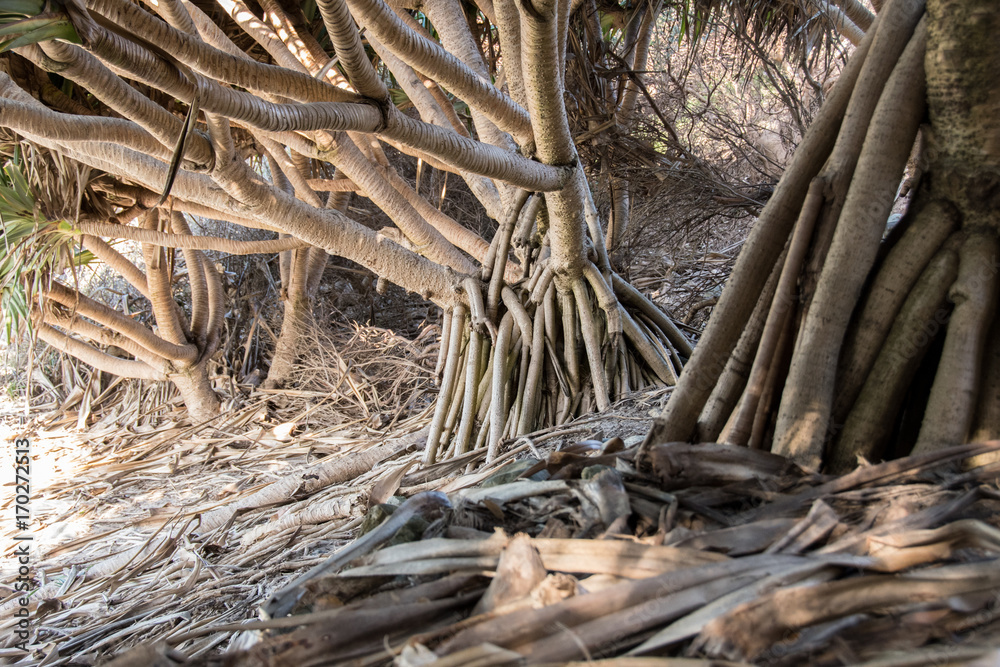 Root system of coastal trees on sandy shore Root system of coastal trees on sandy shore