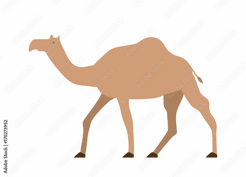 Camel Camel