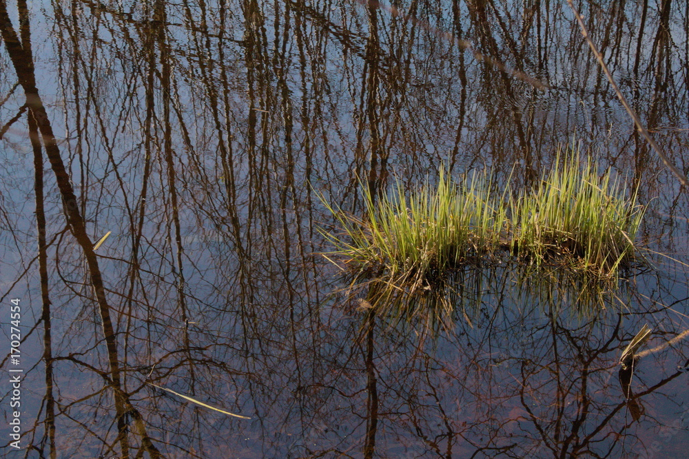See im Wald See im Wald