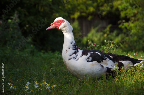 Muscovi duck with red face walking in green grass