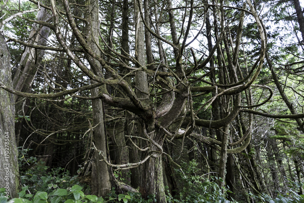 Fototapeta premium Forest