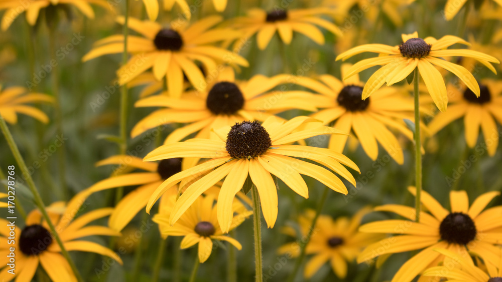 Gelbe Blumen Gelbe Blumen