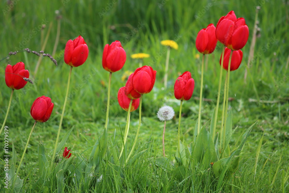 Fototapeta premium Tulpen