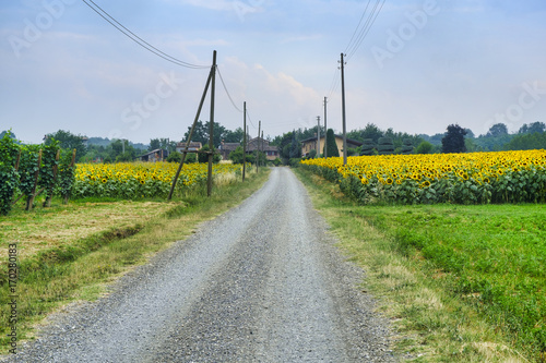 Φωτογραφία Country road near Vigolo Marchese (Piacenza, Italy)