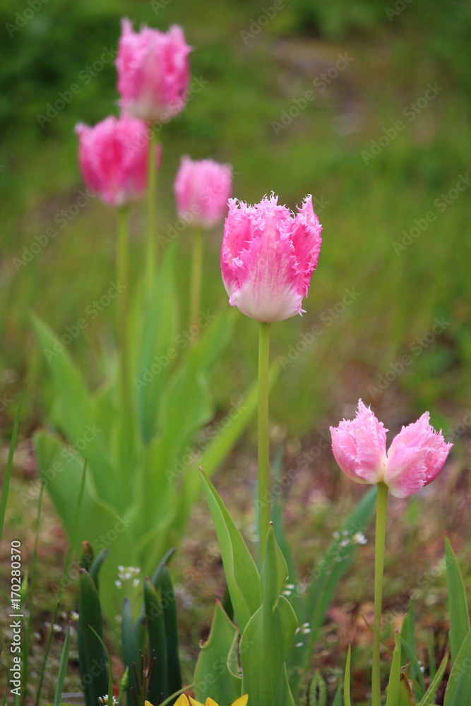 Tulpen Tulpen