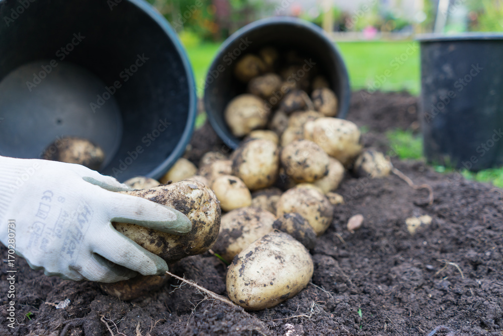 freshly dug up potatoes straight from a pot in the garden, great for mashing and chips freshly dug up potatoes straight from a pot in the garden, great for mashing and chips