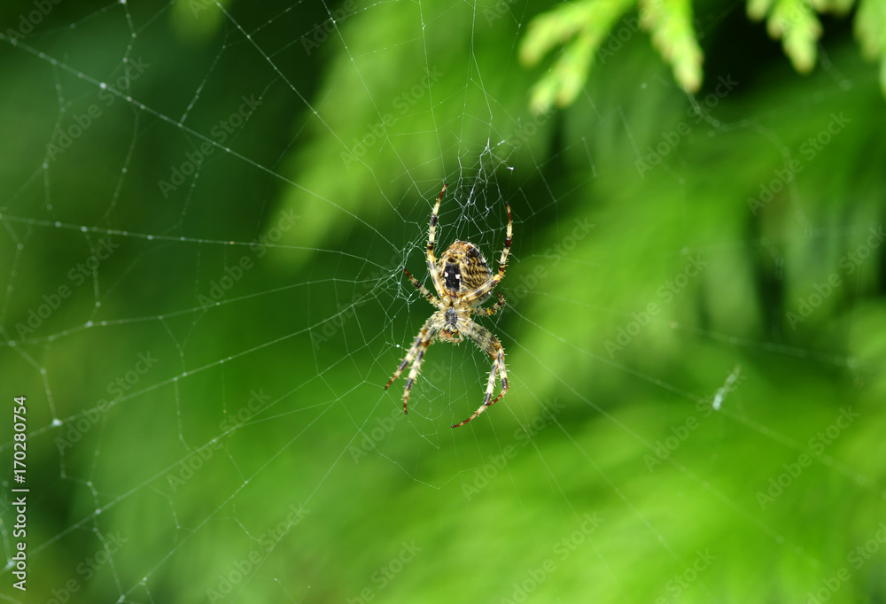 Kreuzspinne wartet im Netz Kreuzspinne wartet im Netz