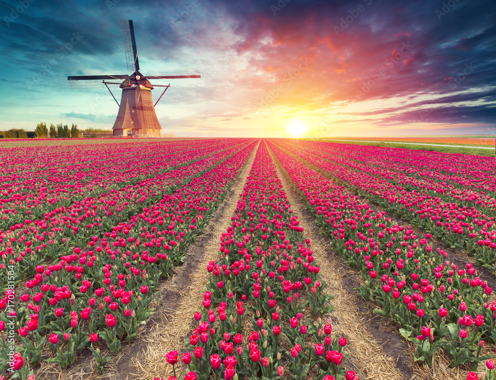 Windmill at sunrise in Netherlands. Traditional dutch windmill, green grass, fence against colorful sky with clouds. Rustic panoramic landscape in the sunny morning in Holland. Rural scene. Travel
