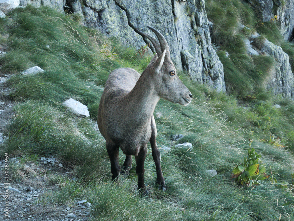 Steinbock walks on the rocks on the Bergamo Alps, northern Italy. Steinbock walks on the rocks on the Bergamo Alps, northern Italy.