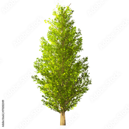 Tree isolated on white background