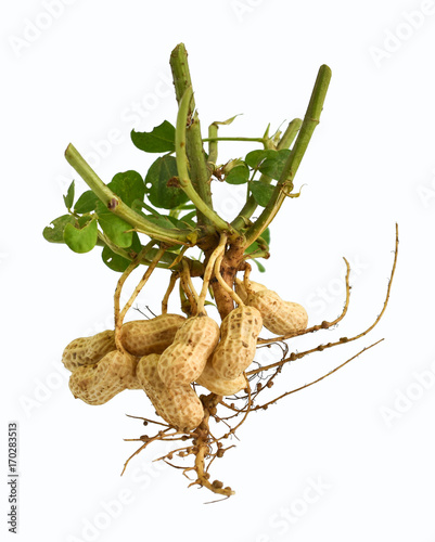 Peanut tree isolated on white background. This has clipping path. photo