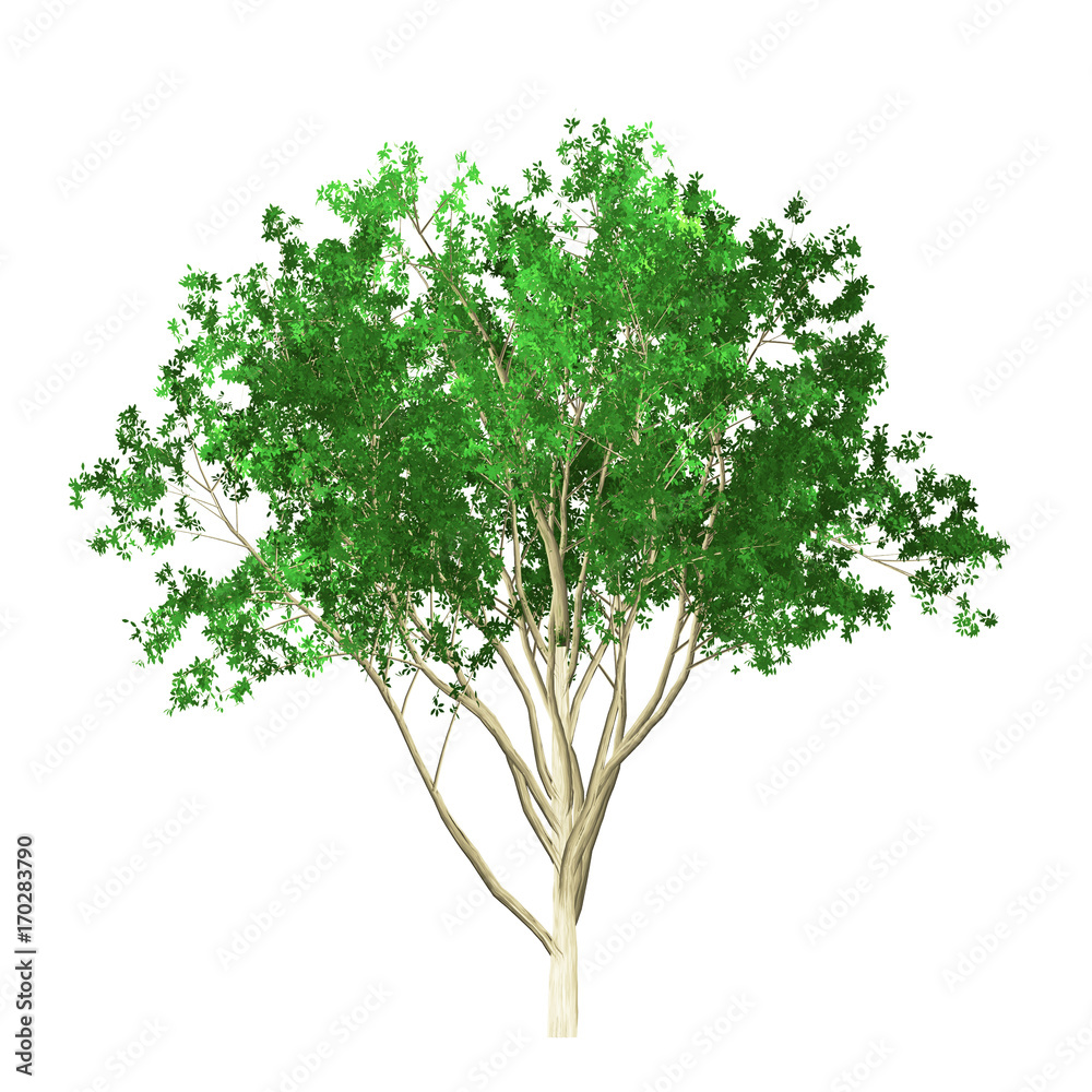 Tree isolated on white background. Design element. Tree isolated on white background. Design element.