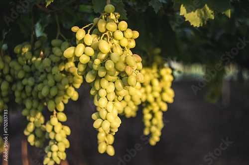 White grapes hanging from lush green vine with blurred vineyard background photo