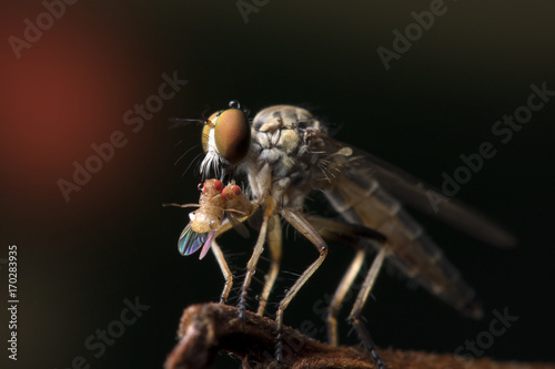 The Robber fly close up in Thailand and Southeast Asia. © apisitwilaijit29