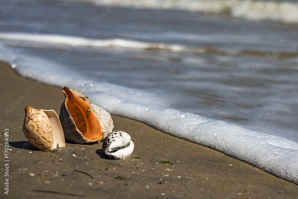 Obraz premium composition of sea shells on the seashore lie on the sand and are washed by surf waves