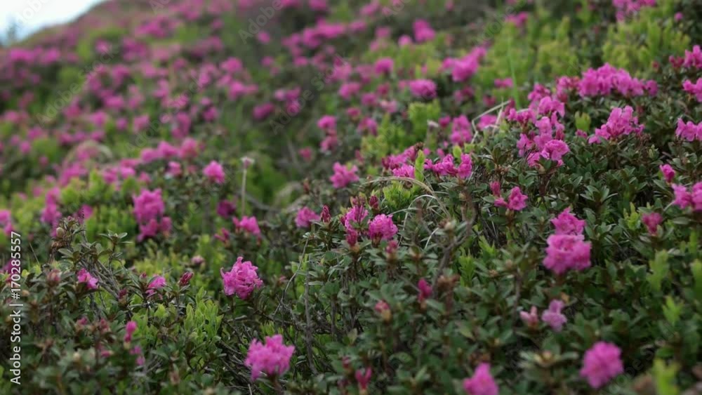 Close up view of blooming pink rhododendron field in the mountains under the light wind. Beauty of nature, pure nature. High mountain hills on the background. Close up view of blooming pink rhododendron field in the mountains under the light wind. Beauty of nature, pure nature. High mountain hills on the background.