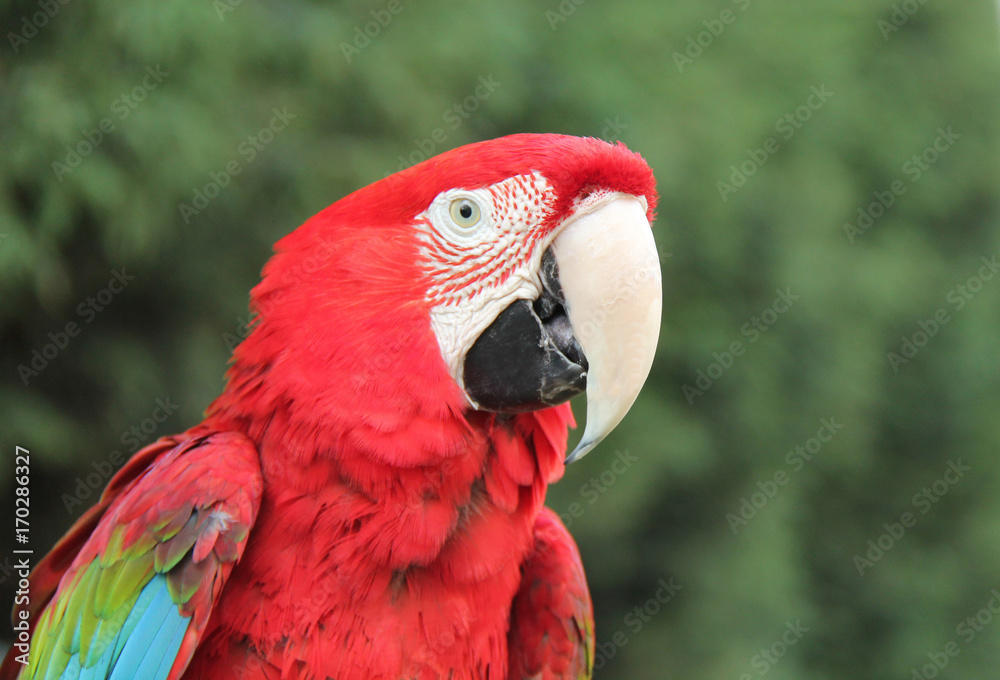 A Beautiful Feathered Scarlet Macaw Parrot Bird.