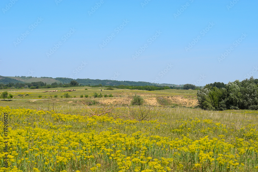 Idyllic scene,green grassland with wild flowers