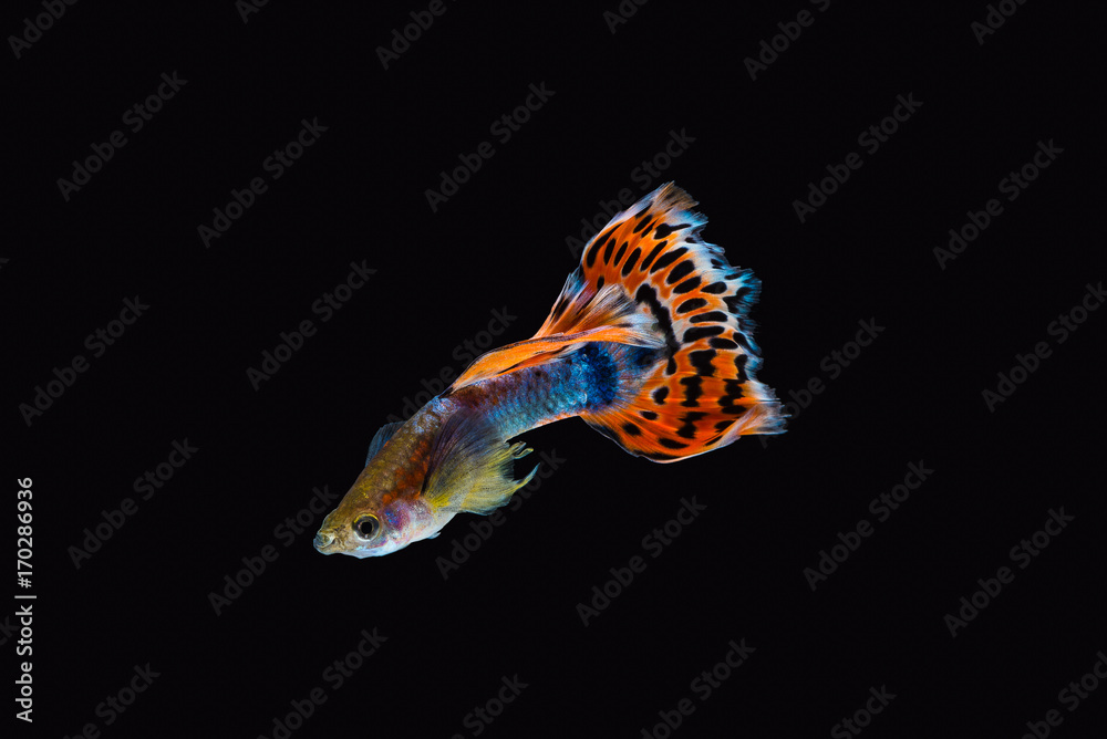 Fototapeta premium Colorful male guppy isolated on black background