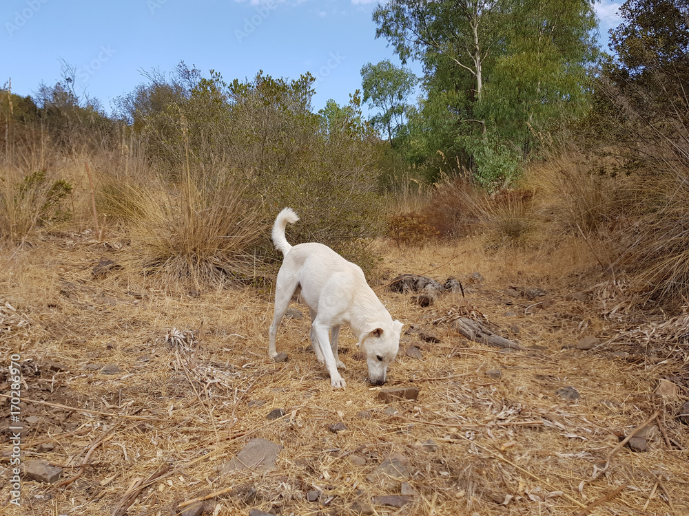 Obraz premium cane bianco