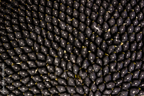 Seeds in sunflower closeup